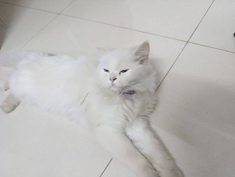 Persian cat pair (triple coat) 3