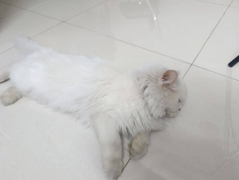 Persian cat pair (triple coat) 4