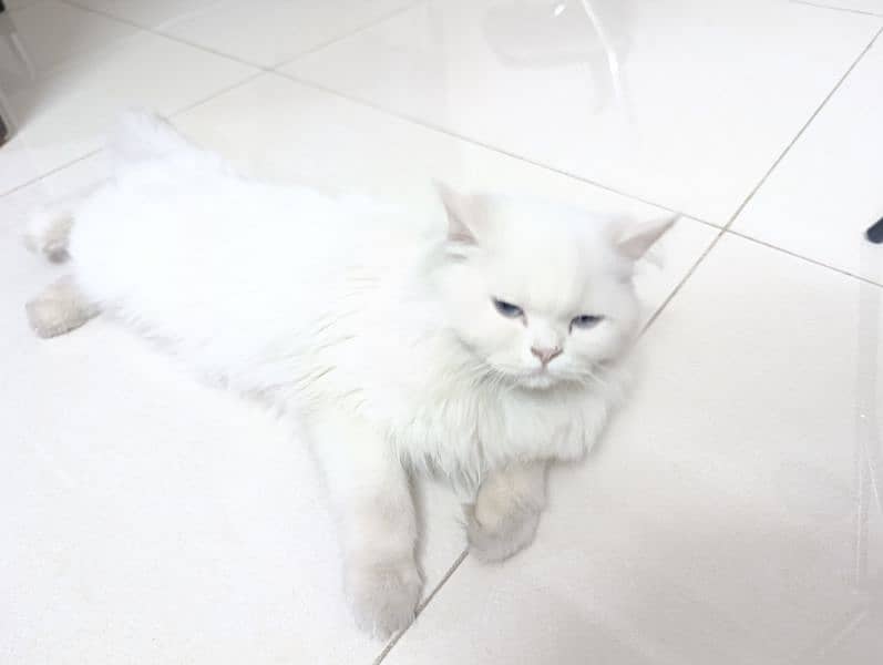 Persian cat pair (triple coat) 5