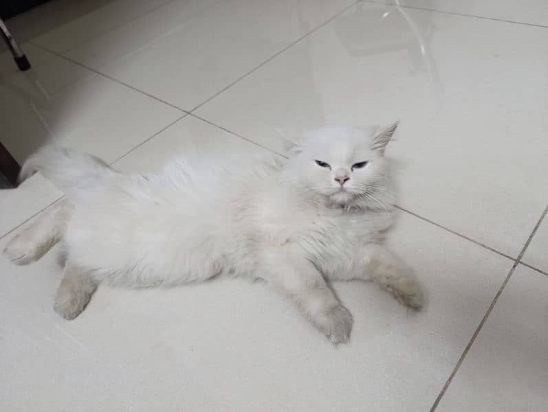 Persian cat pair (triple coat) 7