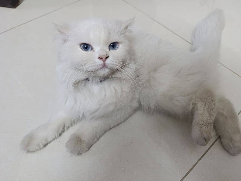 Persian cat pair (triple coat) 8