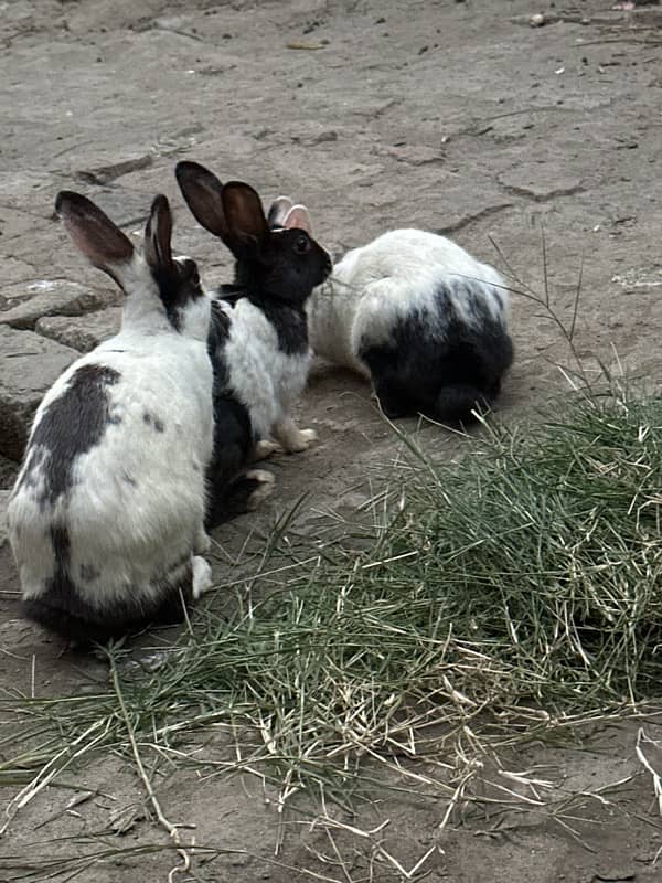 cute rabbits 11