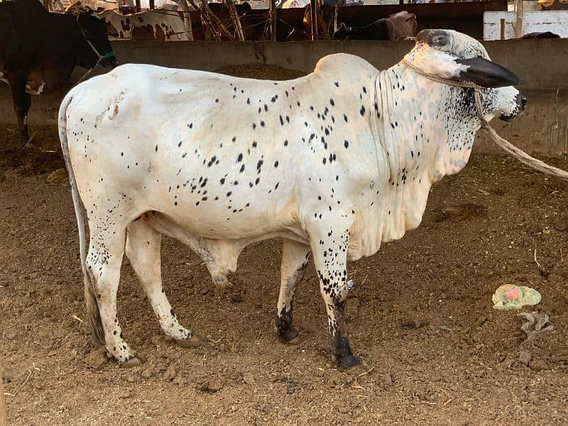 2 cattle cow Desi Cow For Sale Qurbani ka Janwar  Bachra  2 daant 0