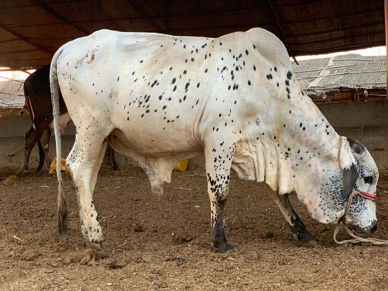 2 cattle cow Desi Cow For Sale Qurbani ka Janwar  Bachra  2 daant 1