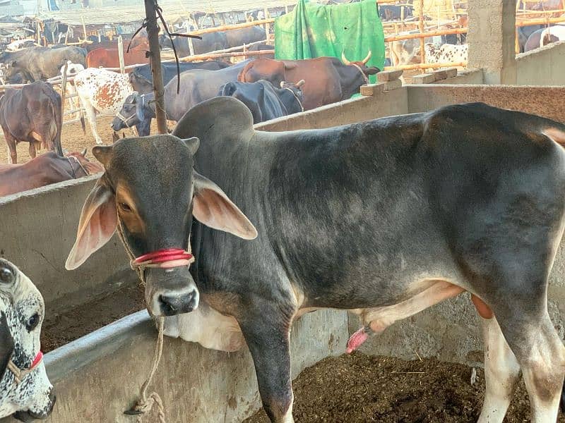 2 cattle cow Desi Cow For Sale Qurbani ka Janwar  Bachra  2 daant 6