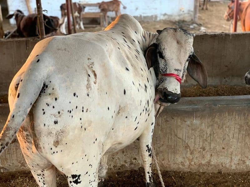 2 cattle cow Desi Cow For Sale Qurbani ka Janwar  Bachra  2 daant 7
