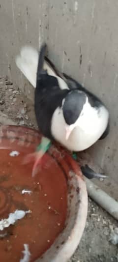 KALA
