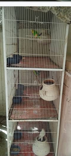 Parrot