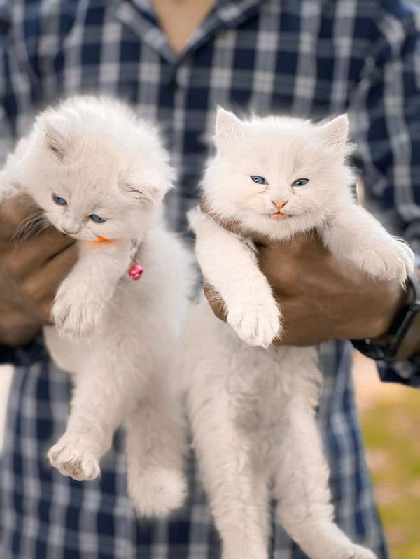 Semi Punch Face Extra Log Coated Hairs With Blue Eyes. . 1