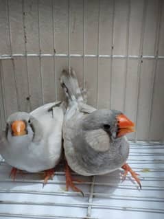common zebra finches available