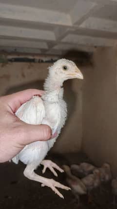 6 paper white chicks available for sale location mardan road swabi kpk