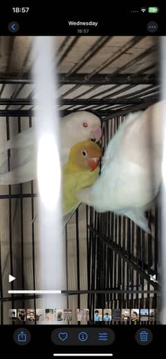 Albino