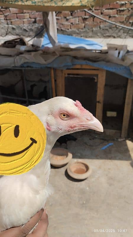 High quality heera Madi pathi hen murgi for sale 1