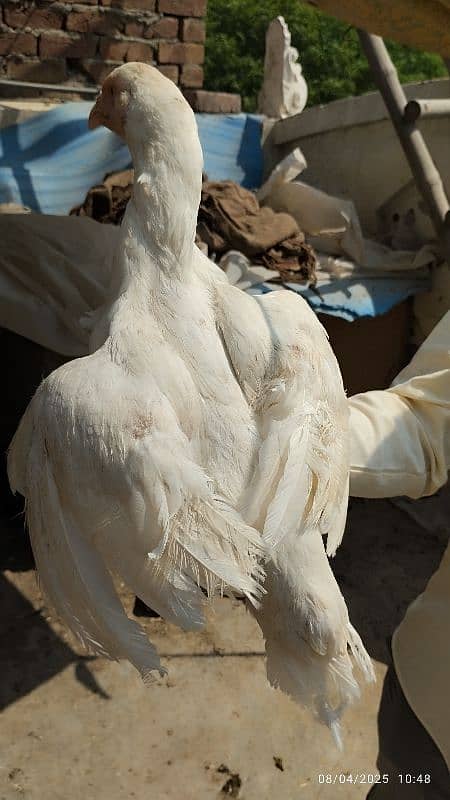 High quality heera Madi pathi hen murgi for sale 3