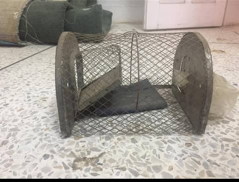 mouse trap 0