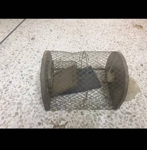 mouse trap 1