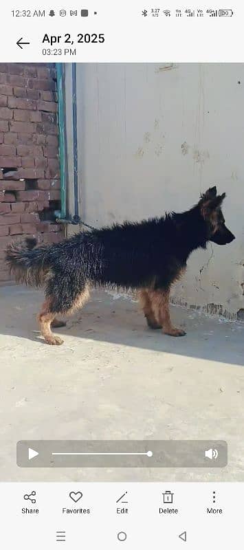 Padegari 2