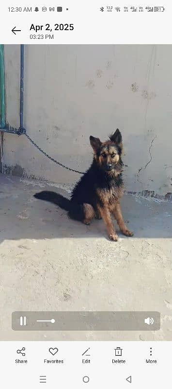 Padegari 6