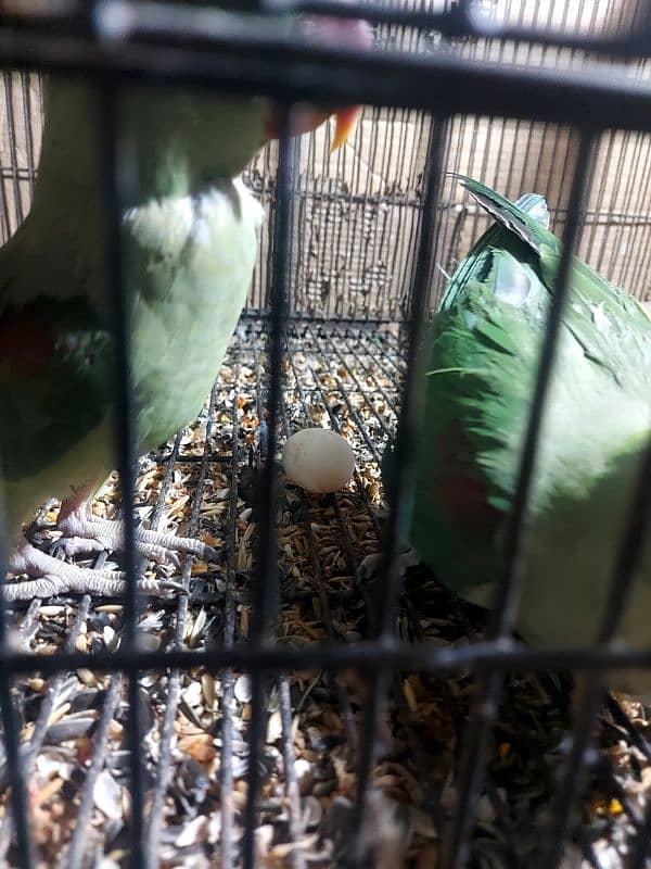raw Breeder Female's 1