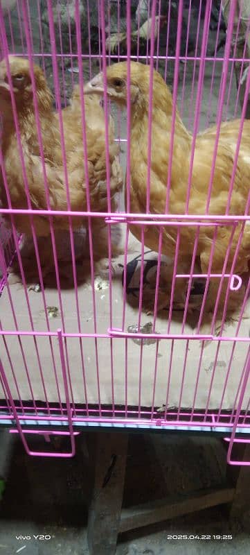 beautiful 4 month old golden buff pair in reasonable price 0