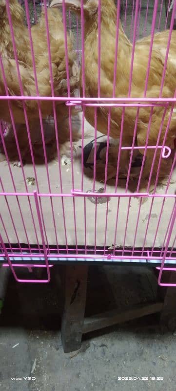 beautiful 4 month old golden buff pair in reasonable price 1