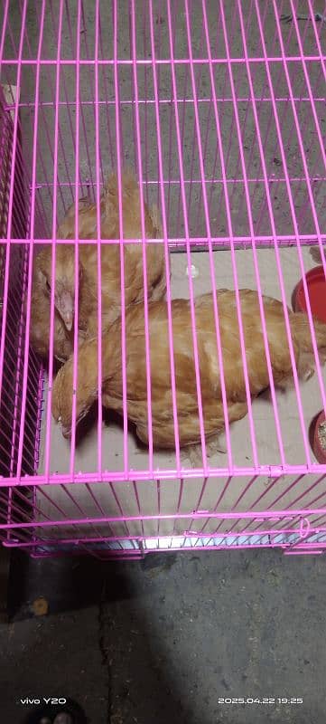 beautiful 4 month old golden buff pair in reasonable price 2