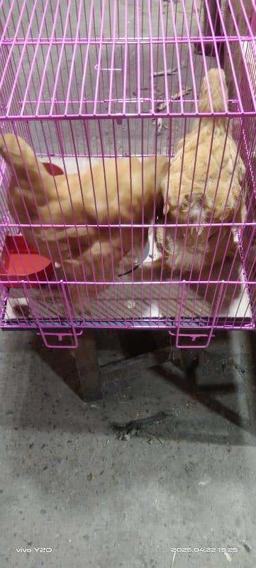 beautiful 4 month old golden buff pair in reasonable price 3