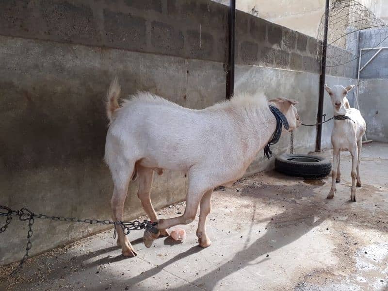 Healthy Active Ghar ka Pala Howa Breeder Tedda 2