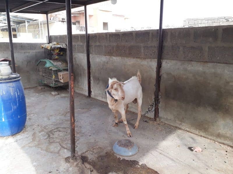 Healthy Active Ghar ka Pala Howa Breeder Tedda 4