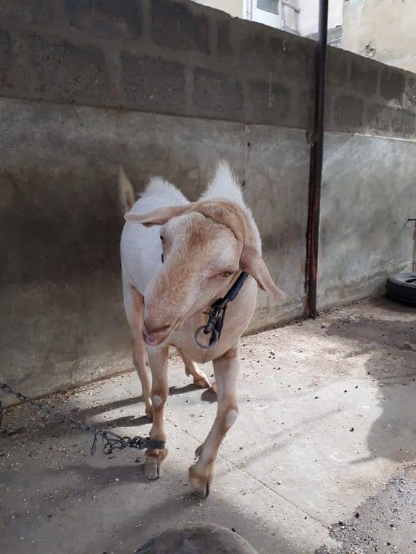 Healthy Active Ghar ka Pala Howa Breeder Tedda 6