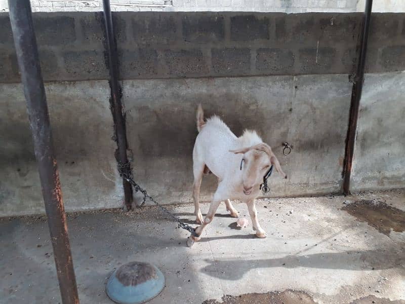 Healthy Active Ghar ka Pala Howa Breeder Tedda 7