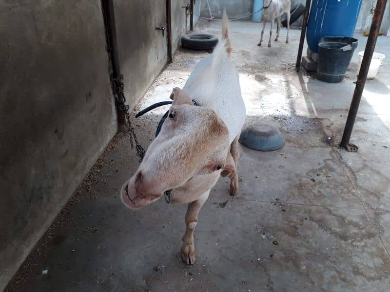 Healthy Active Ghar ka Pala Howa Breeder Tedda 8