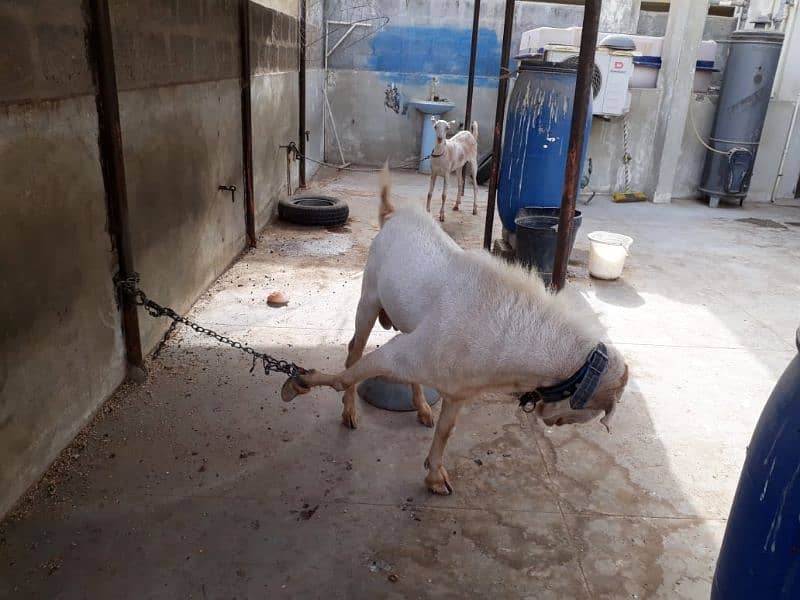 Healthy Active Ghar ka Pala Howa Breeder Tedda 10
