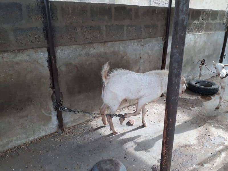 Healthy Active Ghar ka Pala Howa Breeder Tedda 11