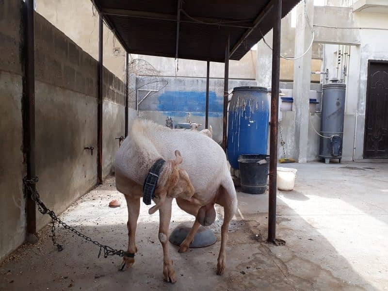 Healthy Active Ghar ka Pala Howa Breeder Tedda 13