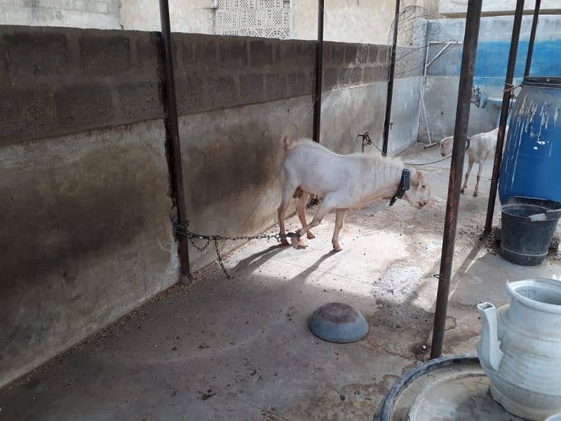 Healthy Active Ghar ka Pala Howa Breeder Tedda 14