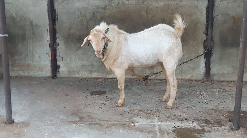 Healthy Active Ghar ka Pala Howa Breeder Tedda 16