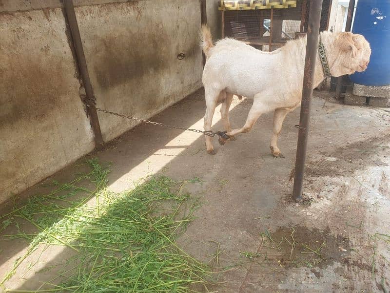 Healthy Active Ghar ka Pala Howa Breeder Tedda 17