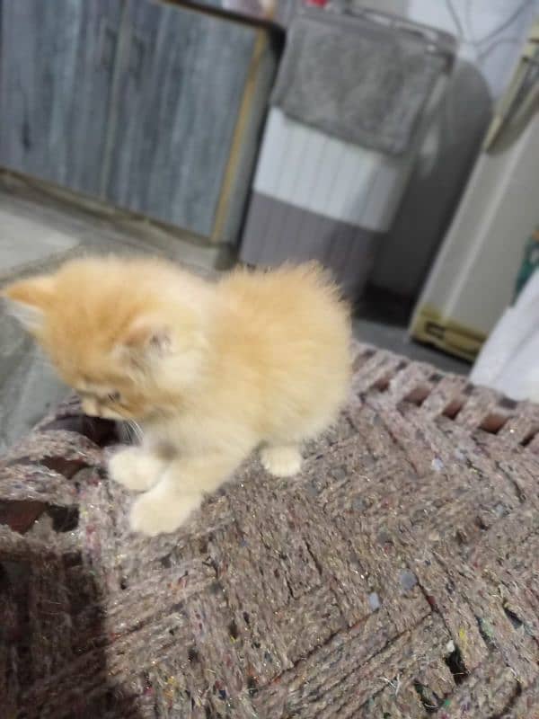 i have 3 kittens and 1 female cat 0