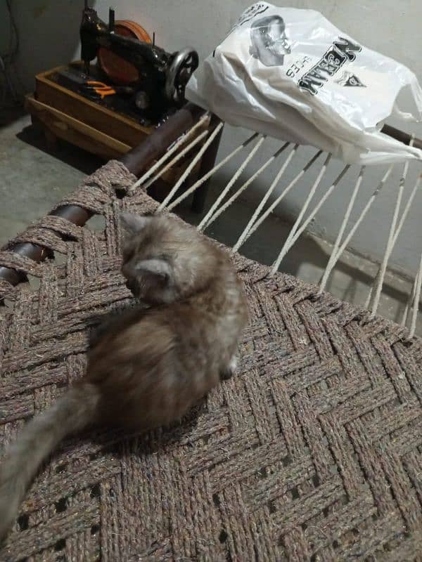 i have 3 kittens and 1 female cat 1