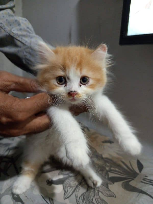 i have 3 kittens and 1 female cat 3