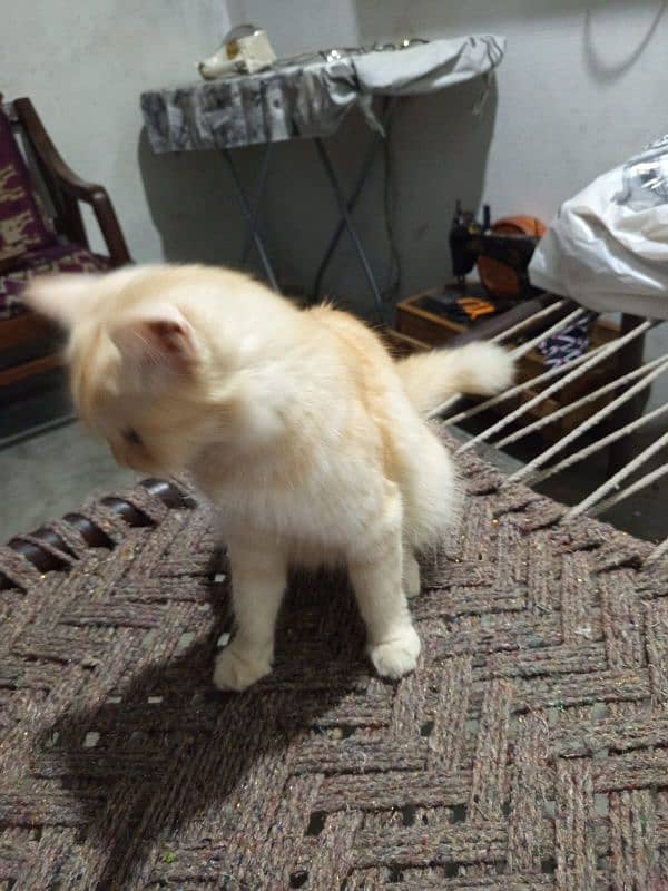 i have 3 kittens and 1 female cat 4