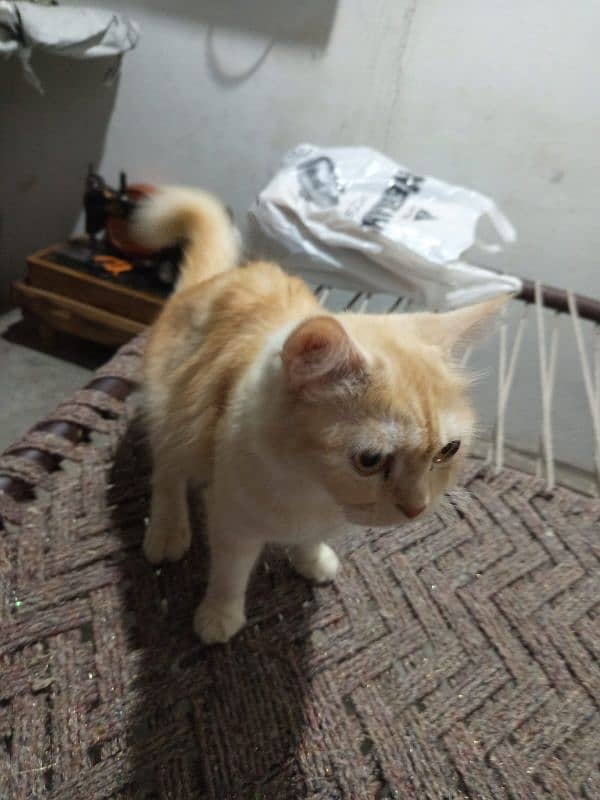 i have 3 kittens and 1 female cat 5