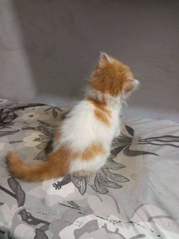 i have 3 kittens and 1 female cat 6