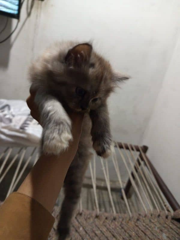 i have 3 kittens and 1 female cat 7