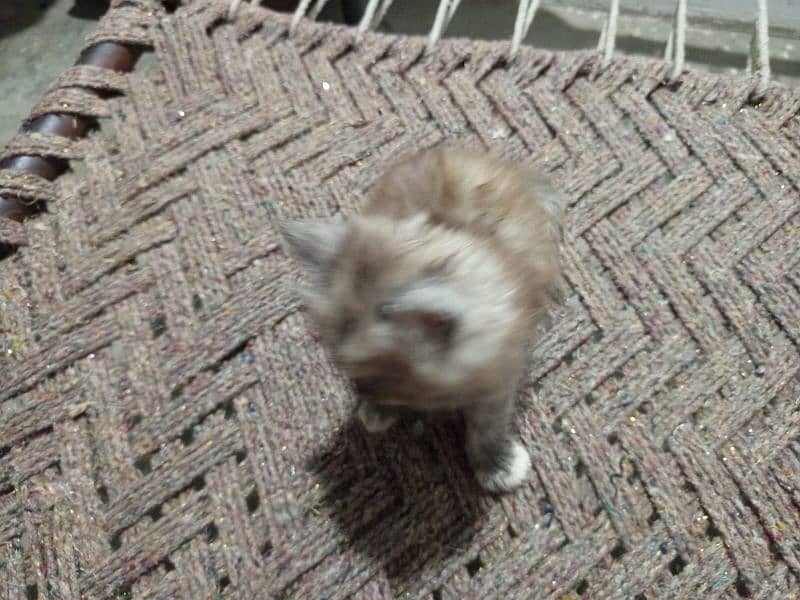 i have 3 kittens and 1 female cat 8