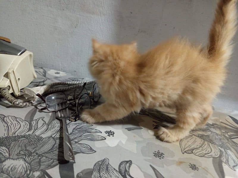 i have 3 kittens and 1 female cat 9