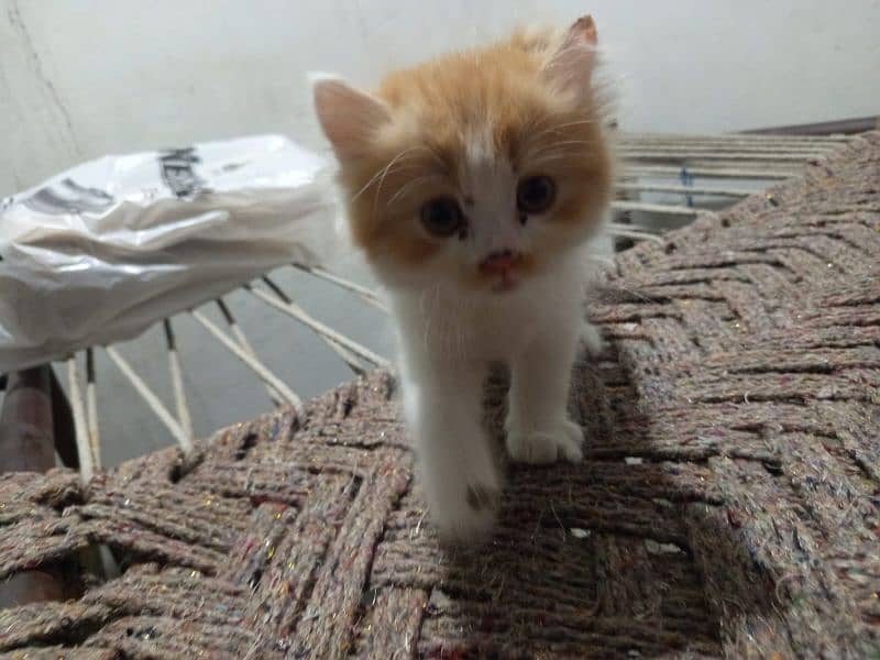 i have 3 kittens and 1 female cat 10
