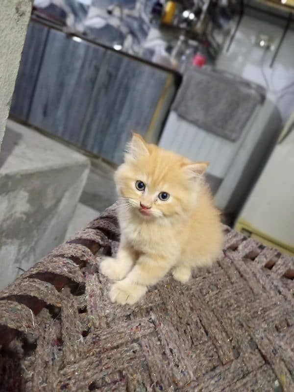 i have 3 kittens and 1 female cat 11
