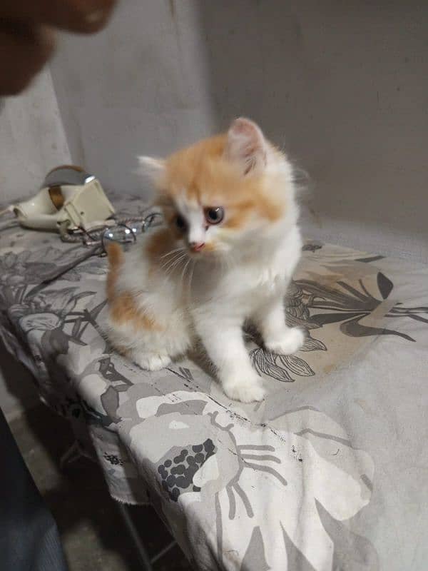 i have 3 kittens and 1 female cat 12